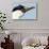 Blue-Eyed Shag, Petermann Island, Antarctica-Paul Souders-Stretched Canvas displayed on a wall