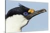 Blue-Eyed Shag, Petermann Island, Antarctica-Paul Souders-Stretched Canvas