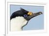 Blue-Eyed Shag, Petermann Island, Antarctica-Paul Souders-Framed Photographic Print