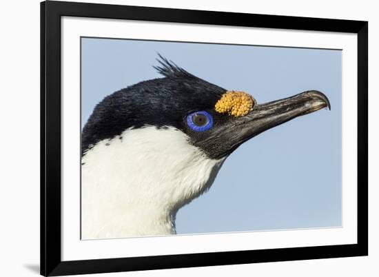 Blue-Eyed Shag, Petermann Island, Antarctica-Paul Souders-Framed Photographic Print