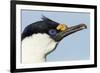 Blue-Eyed Shag, Petermann Island, Antarctica-Paul Souders-Framed Photographic Print