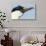 Blue-Eyed Shag, Petermann Island, Antarctica-Paul Souders-Photographic Print displayed on a wall