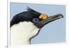 Blue-Eyed Shag, Petermann Island, Antarctica-Paul Souders-Framed Photographic Print