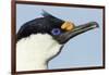 Blue-Eyed Shag, Petermann Island, Antarctica-Paul Souders-Framed Photographic Print