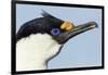 Blue-Eyed Shag, Petermann Island, Antarctica-Paul Souders-Framed Photographic Print