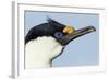 Blue-Eyed Shag, Petermann Island, Antarctica-Paul Souders-Framed Photographic Print