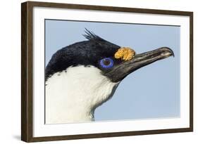 Blue-Eyed Shag, Petermann Island, Antarctica-Paul Souders-Framed Photographic Print