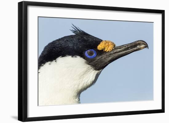 Blue-Eyed Shag, Petermann Island, Antarctica-Paul Souders-Framed Photographic Print