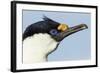 Blue-Eyed Shag, Petermann Island, Antarctica-Paul Souders-Framed Photographic Print