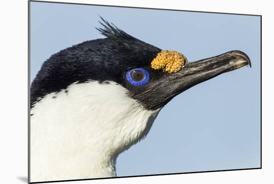 Blue-Eyed Shag, Petermann Island, Antarctica-Paul Souders-Mounted Photographic Print