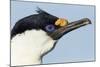 Blue-Eyed Shag, Petermann Island, Antarctica-Paul Souders-Mounted Photographic Print