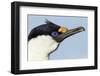 Blue-Eyed Shag, Petermann Island, Antarctica-Paul Souders-Framed Photographic Print