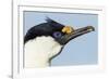 Blue-Eyed Shag, Petermann Island, Antarctica-Paul Souders-Framed Photographic Print