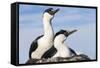 Blue-eyed Shags on its nest, Petermann Island, Antarctica.-Paul Souders-Framed Stretched Canvas