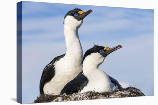 Blue-eyed Shags on its nest, Petermann Island, Antarctica.-Paul Souders-Stretched Canvas