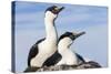 Blue-eyed Shags on its nest, Petermann Island, Antarctica.-Paul Souders-Stretched Canvas