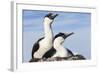 Blue-eyed Shags on its nest, Petermann Island, Antarctica.-Paul Souders-Framed Photographic Print