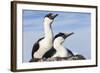 Blue-eyed Shags on its nest, Petermann Island, Antarctica.-Paul Souders-Framed Photographic Print