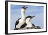 Blue-eyed Shags on its nest, Petermann Island, Antarctica.-Paul Souders-Framed Photographic Print