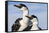 Blue-Eyed Shags, Petermann Island, Antarctica-Paul Souders-Framed Stretched Canvas