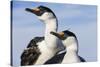 Blue-Eyed Shags, Petermann Island, Antarctica-Paul Souders-Stretched Canvas