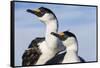 Blue-Eyed Shags, Petermann Island, Antarctica-Paul Souders-Framed Stretched Canvas