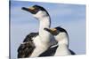 Blue-Eyed Shags, Petermann Island, Antarctica-Paul Souders-Stretched Canvas