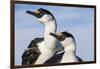 Blue-Eyed Shags, Petermann Island, Antarctica-Paul Souders-Framed Photographic Print