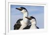 Blue-Eyed Shags, Petermann Island, Antarctica-Paul Souders-Framed Photographic Print