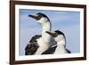 Blue-Eyed Shags, Petermann Island, Antarctica-Paul Souders-Framed Photographic Print