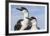 Blue-Eyed Shags, Petermann Island, Antarctica-Paul Souders-Framed Photographic Print