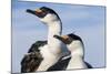 Blue-Eyed Shags, Petermann Island, Antarctica-Paul Souders-Mounted Photographic Print