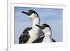 Blue-Eyed Shags, Petermann Island, Antarctica-Paul Souders-Framed Photographic Print