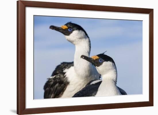 Blue-Eyed Shags, Petermann Island, Antarctica-Paul Souders-Framed Photographic Print