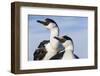 Blue-Eyed Shags, Petermann Island, Antarctica-Paul Souders-Framed Photographic Print