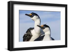 Blue-Eyed Shags, Petermann Island, Antarctica-Paul Souders-Framed Photographic Print