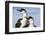 Blue-Eyed Shags, Petermann Island, Antarctica-Paul Souders-Framed Photographic Print