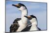 Blue-Eyed Shags, Petermann Island, Antarctica-Paul Souders-Mounted Photographic Print