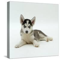 Blue-Eyed Siberian Husky Dog Puppy, 6 Weeks Old, Lying Down-Jane Burton-Stretched Canvas