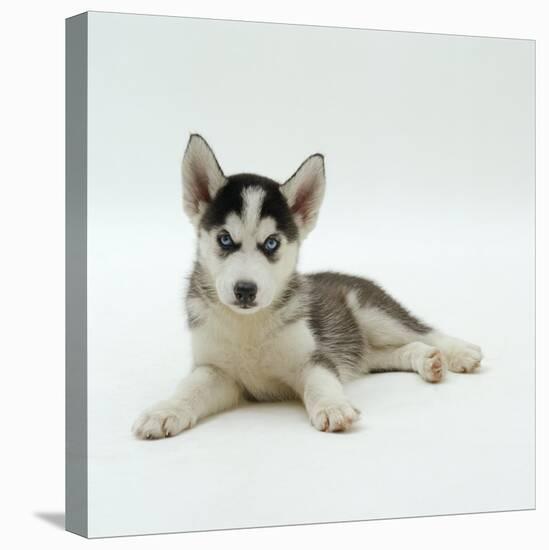 Blue-Eyed Siberian Husky Dog Puppy, 6 Weeks Old, Lying Down-Jane Burton-Stretched Canvas