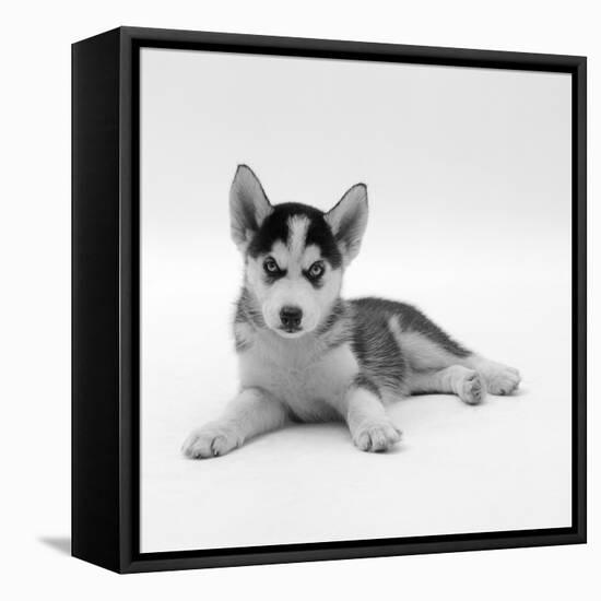 Blue-Eyed Siberian Husky Dog Puppy, 6 Weeks Old, Lying Down-Jane Burton-Framed Stretched Canvas