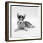 Blue-Eyed Siberian Husky Dog Puppy, 6 Weeks Old, Lying Down-Jane Burton-Framed Premium Photographic Print