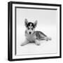 Blue-Eyed Siberian Husky Dog Puppy, 6 Weeks Old, Lying Down-Jane Burton-Framed Premium Photographic Print