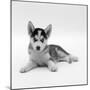 Blue-Eyed Siberian Husky Dog Puppy, 6 Weeks Old, Lying Down-Jane Burton-Mounted Premium Photographic Print