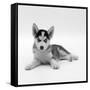 Blue-Eyed Siberian Husky Dog Puppy, 6 Weeks Old, Lying Down-Jane Burton-Framed Stretched Canvas