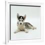 Blue-Eyed Siberian Husky Dog Puppy, 6 Weeks Old, Lying Down-Jane Burton-Framed Photographic Print