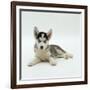 Blue-Eyed Siberian Husky Dog Puppy, 6 Weeks Old, Lying Down-Jane Burton-Framed Photographic Print