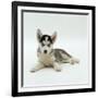 Blue-Eyed Siberian Husky Dog Puppy, 6 Weeks Old, Lying Down-Jane Burton-Framed Photographic Print