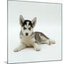 Blue-Eyed Siberian Husky Dog Puppy, 6 Weeks Old, Lying Down-Jane Burton-Mounted Photographic Print