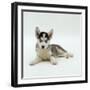 Blue-Eyed Siberian Husky Dog Puppy, 6 Weeks Old, Lying Down-Jane Burton-Framed Photographic Print